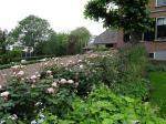 Engelse rozen tegen de tuinmuur